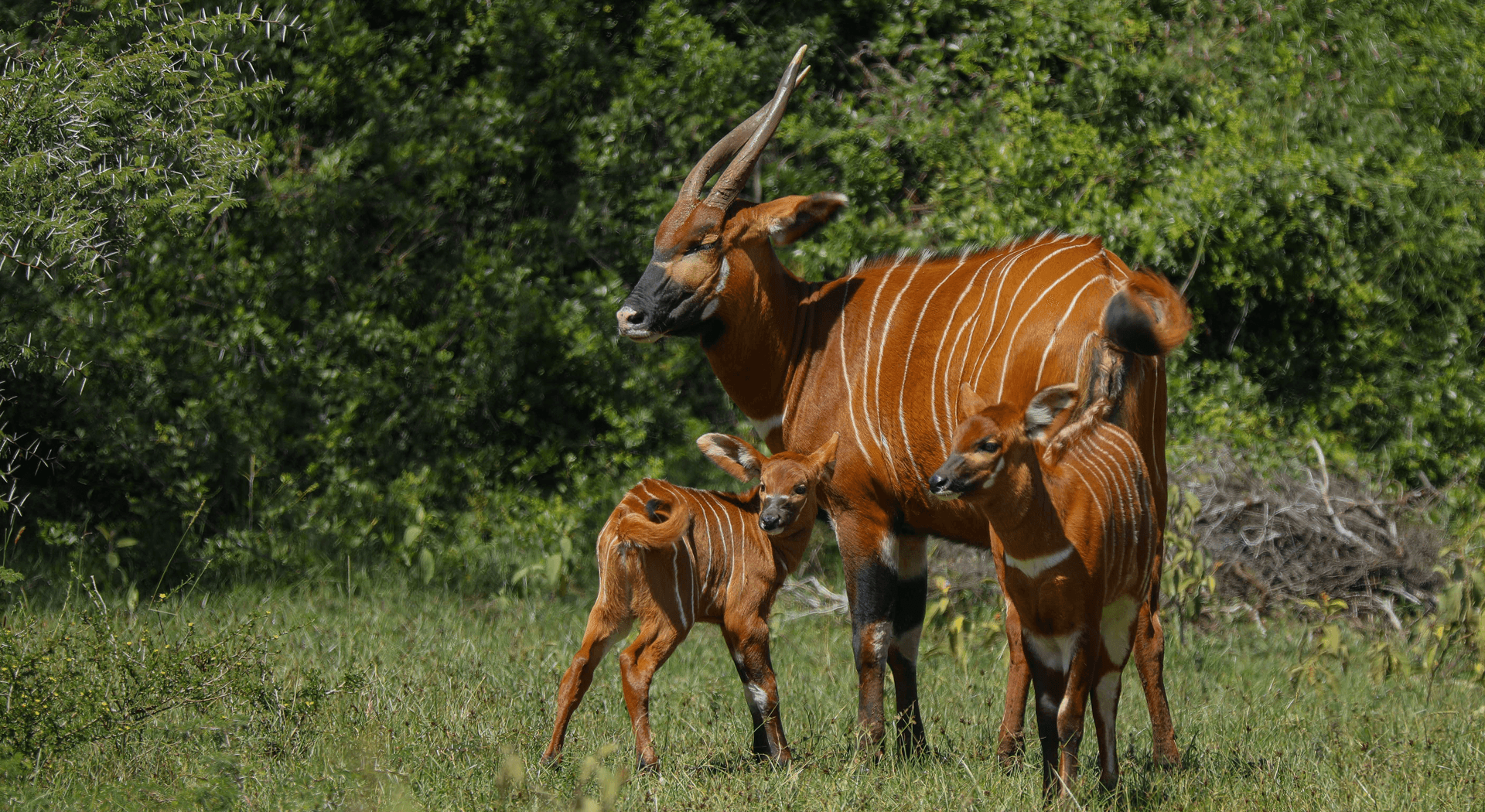 His Legacy His Legacy - Humphrey Kariuki's conservation and environmental stewardship