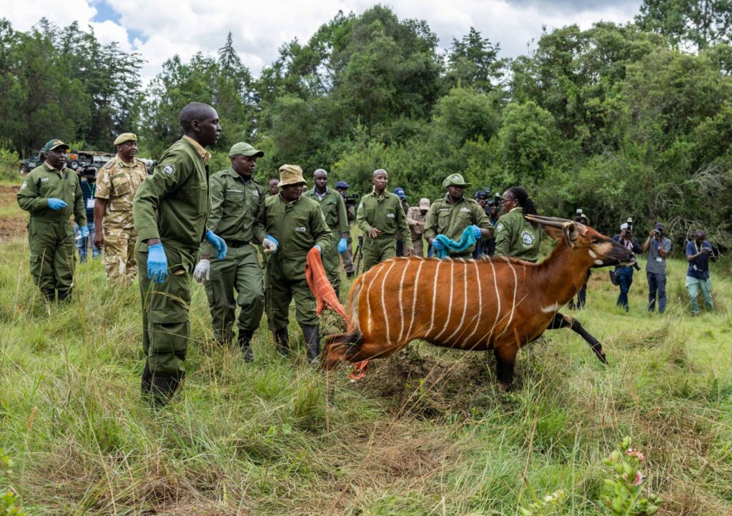 Humphrey Kariuki releases 10 Mountain Bongo into the wild